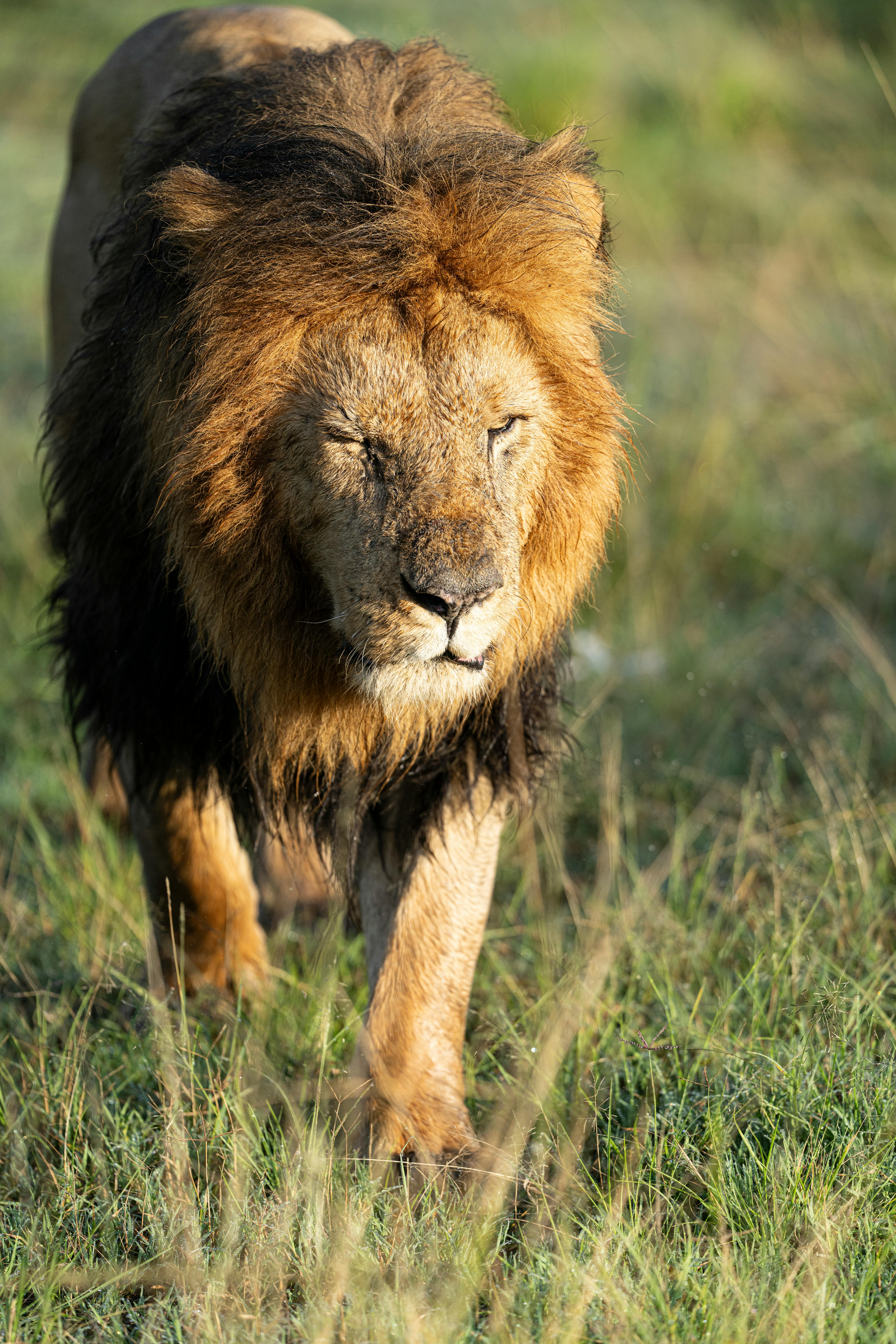 Smart Guide to the Shawn Baker Carnivore Diet for 2025 Results