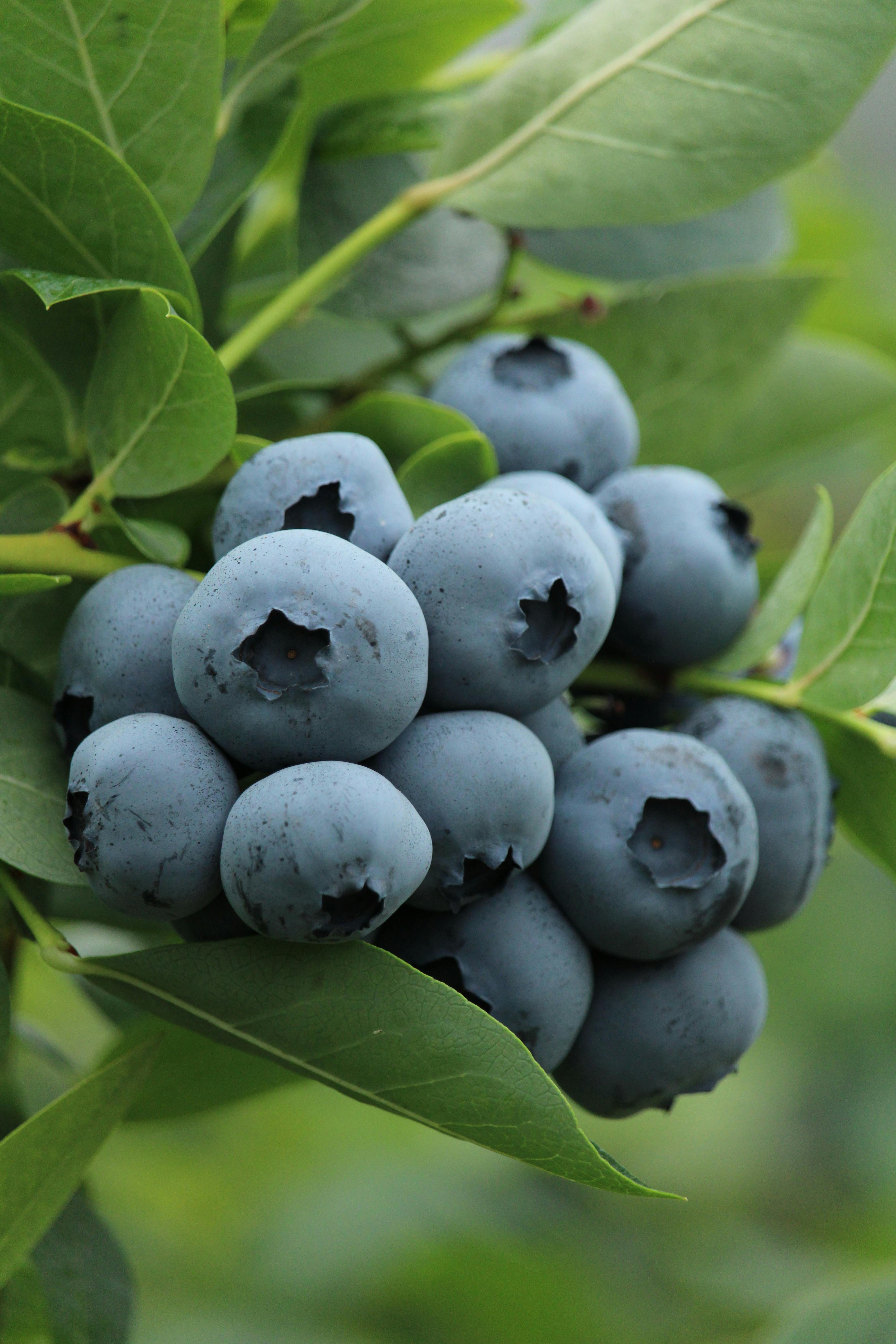 Smart Guide to Bariatric Pre Op Diet for 2025 Success