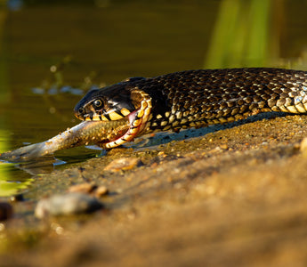 Effective Ways to Optimize Your Snake Diet with Water in 2025