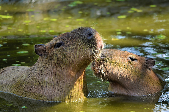 Top 5 Effective Diet Choices for Capybaras in 2025: Essential Guide to Optimal Nutrition