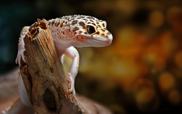 Effective Ways to Optimize Your Leopard Gecko Diet in 2025: Learn More!