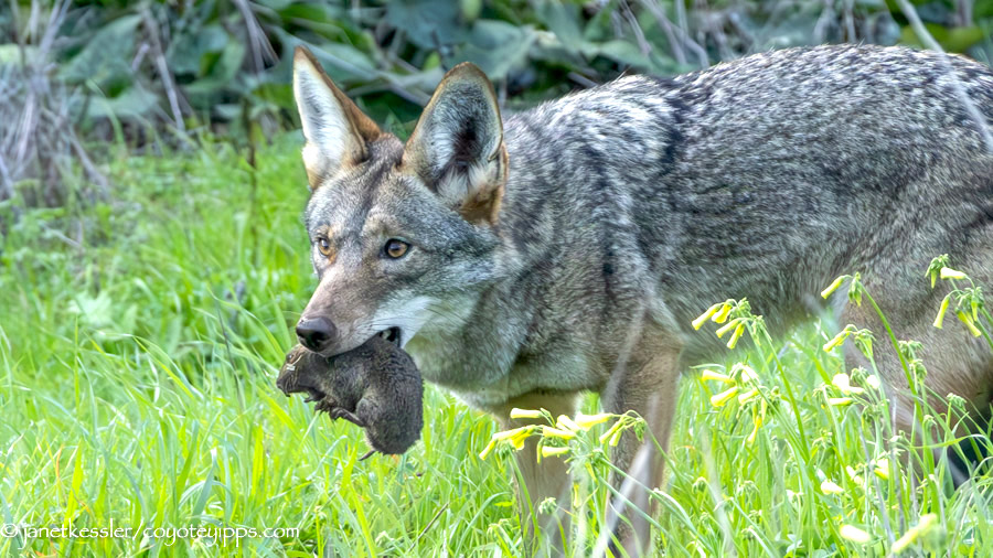 Essential Guide to Coyote Diet: Discover Smart Choices for Wildlife in 2025