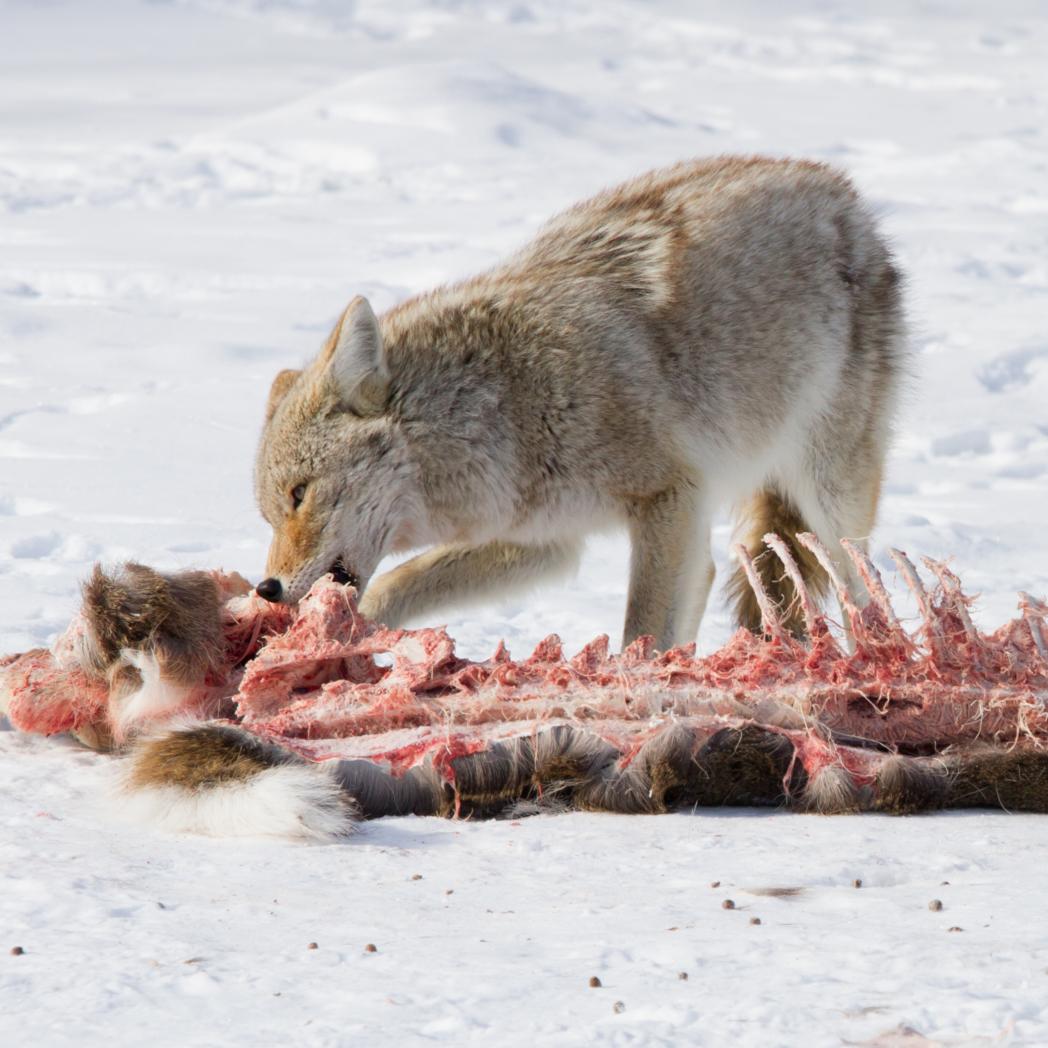 Coyote Feeding Habits in the Wild