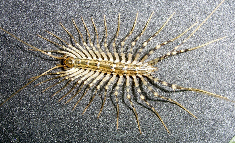 Essential Guide to House Centipede Diet: Feed Them Right in 2025!