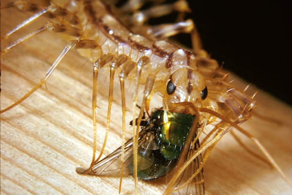 House Centipede