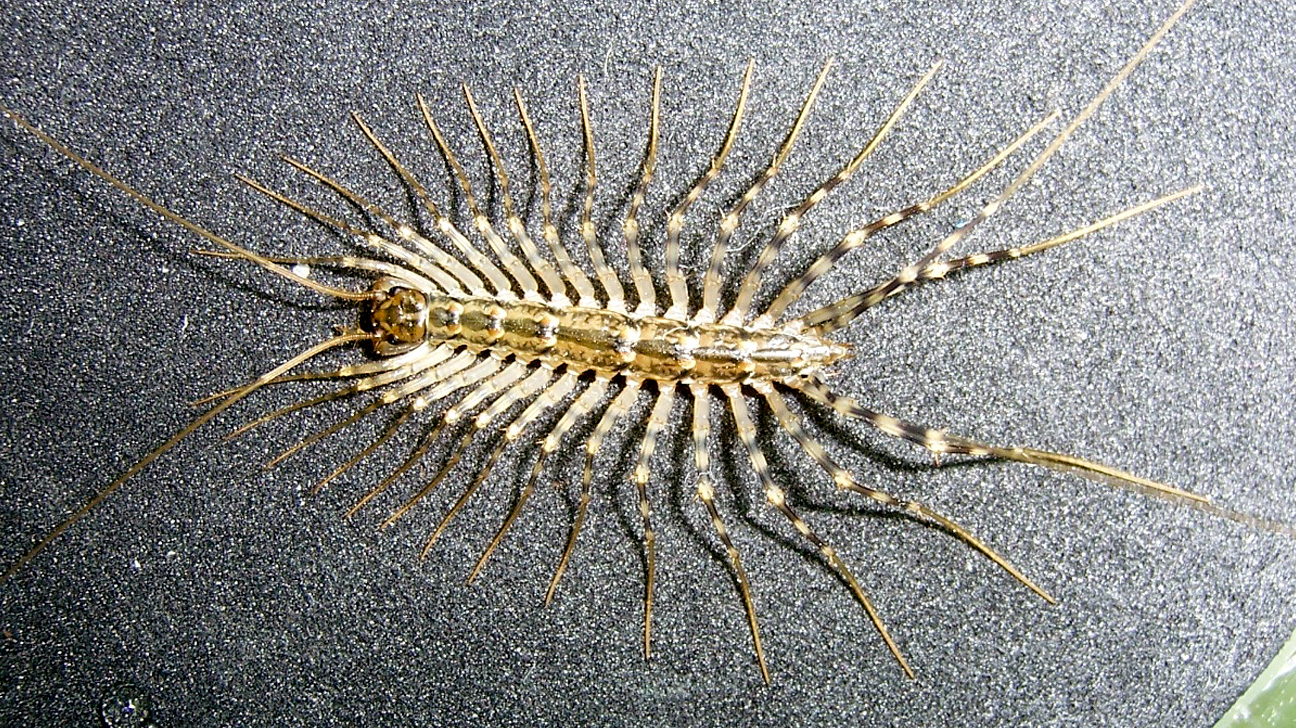 House Centipede Feeding Practices