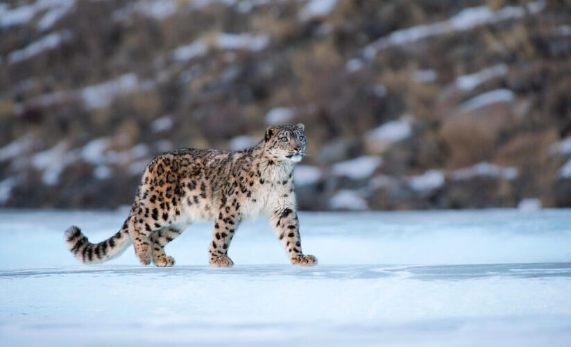 Effective Ways to Optimize Snow Leopard Diet for Improved Survival in 2025