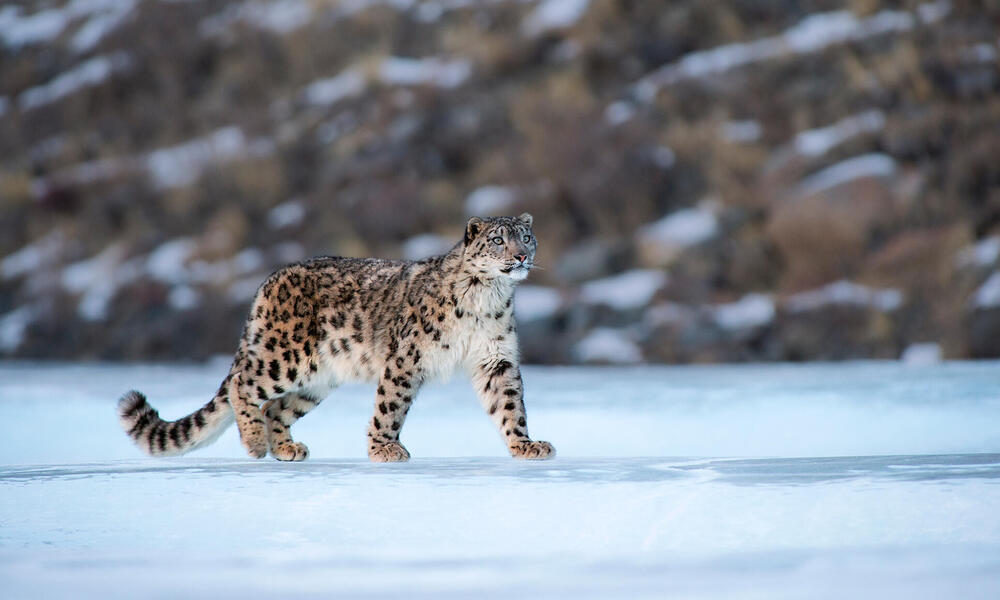 Effective Ways to Optimize Snow Leopard Diet for Improved Survival in 2025