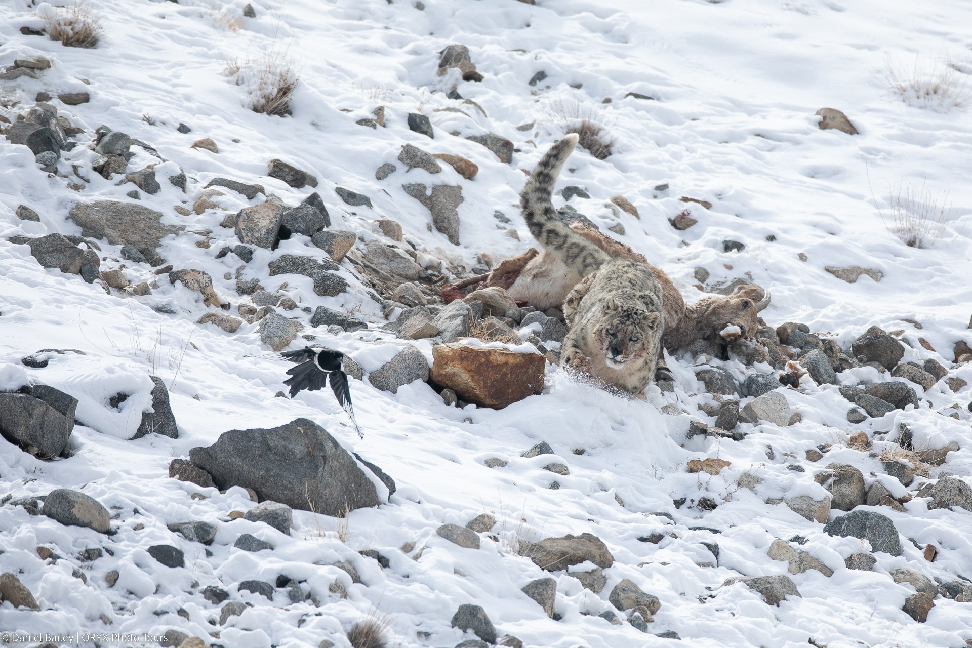 Snow Leopard Habitats and Prey