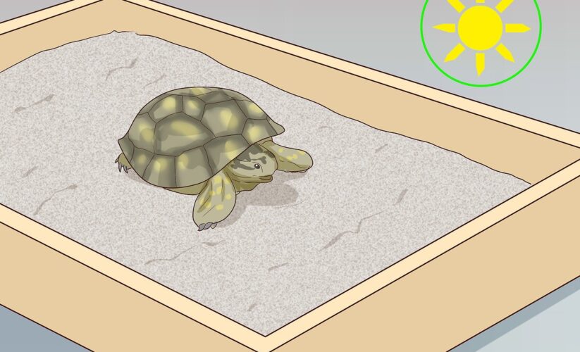 Best 5 Effective Methods for Optimizing Your Russian Tortoise Diet in 2025