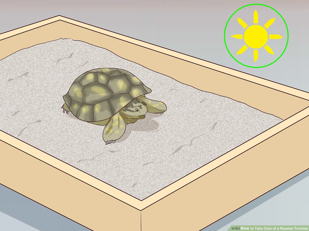 Best 5 Effective Methods for Optimizing Your Russian Tortoise Diet in 2025