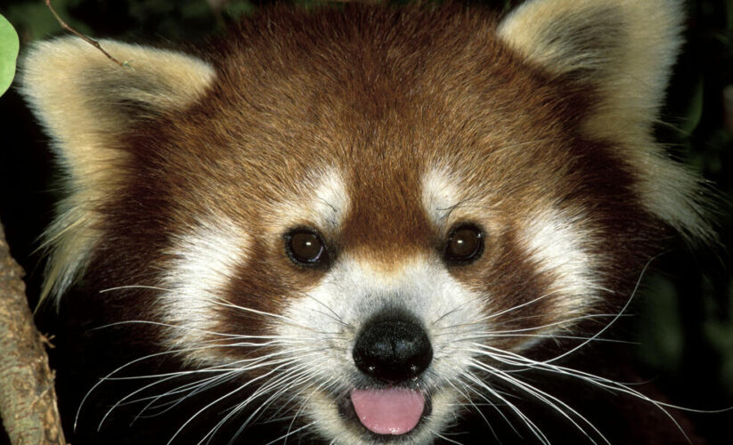 Effective Ways to Optimize Your Red Panda Diet for a Healthier Life in 2025