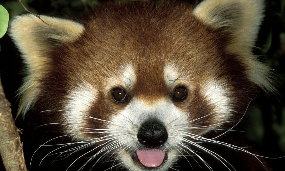 Effective Ways to Optimize Your Red Panda Diet for a Healthier Life in 2025