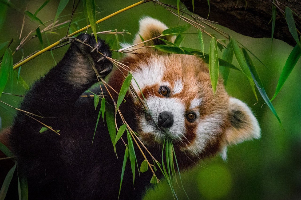 Red Panda Diet 1