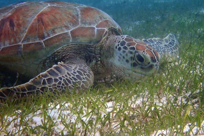 Effective Ways to Optimize Your Sea Turtle Diet for Better Health in 2025