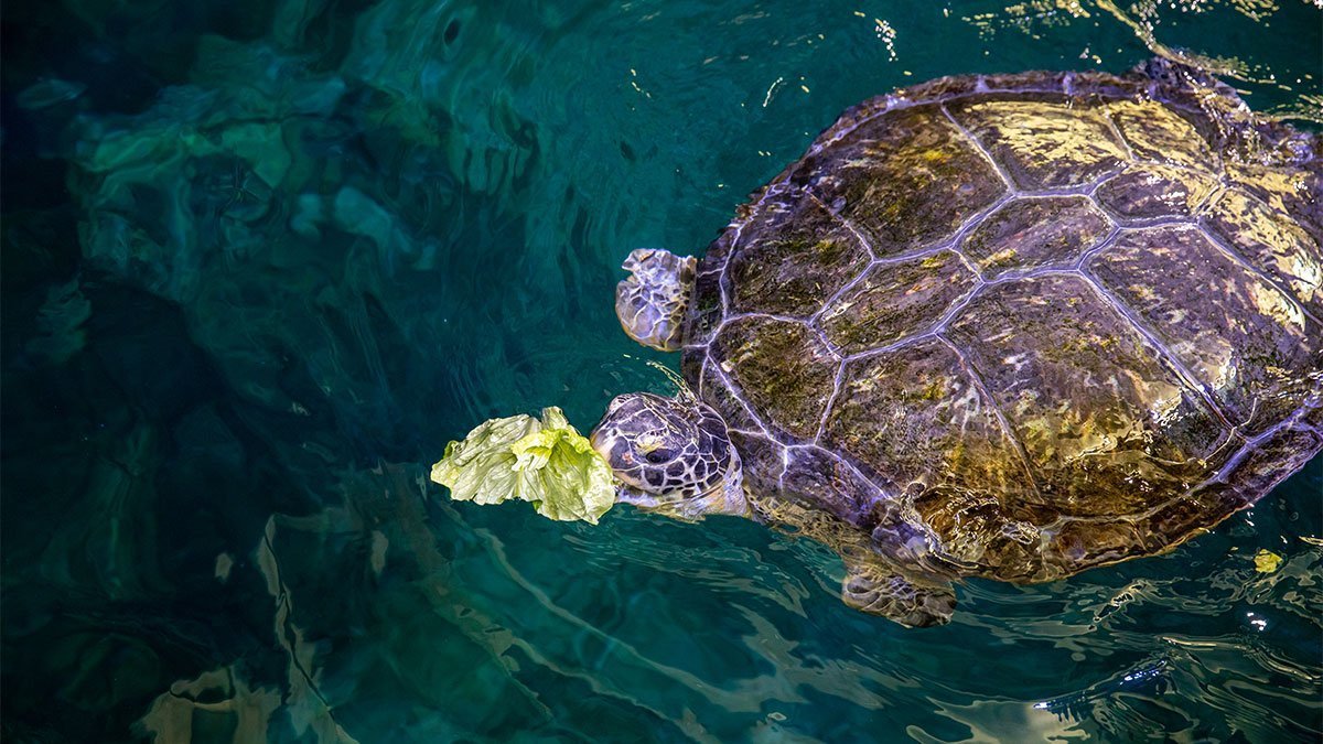 Sea Turtle Diet