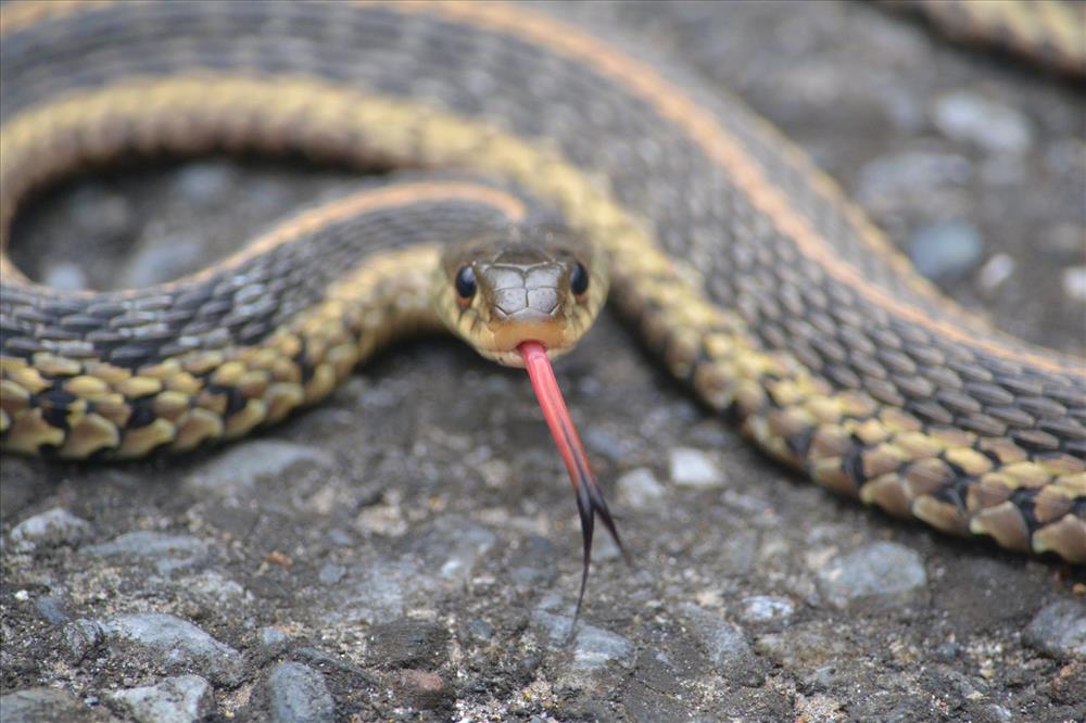 Comprehensive Guide to Garter Snake Diet: Discover Effective Feeding Tips for 2025