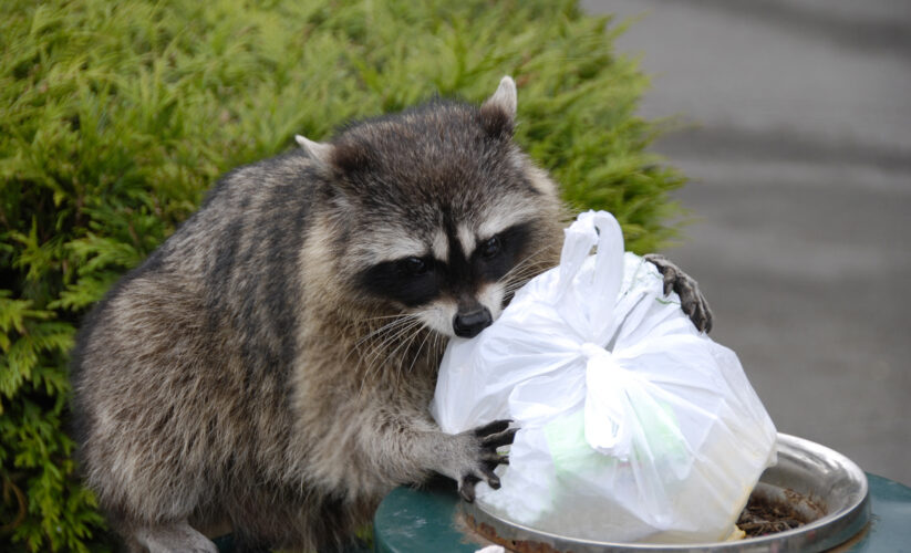 Top 5 Effective Diet Solutions for Raccoon Care in 2025