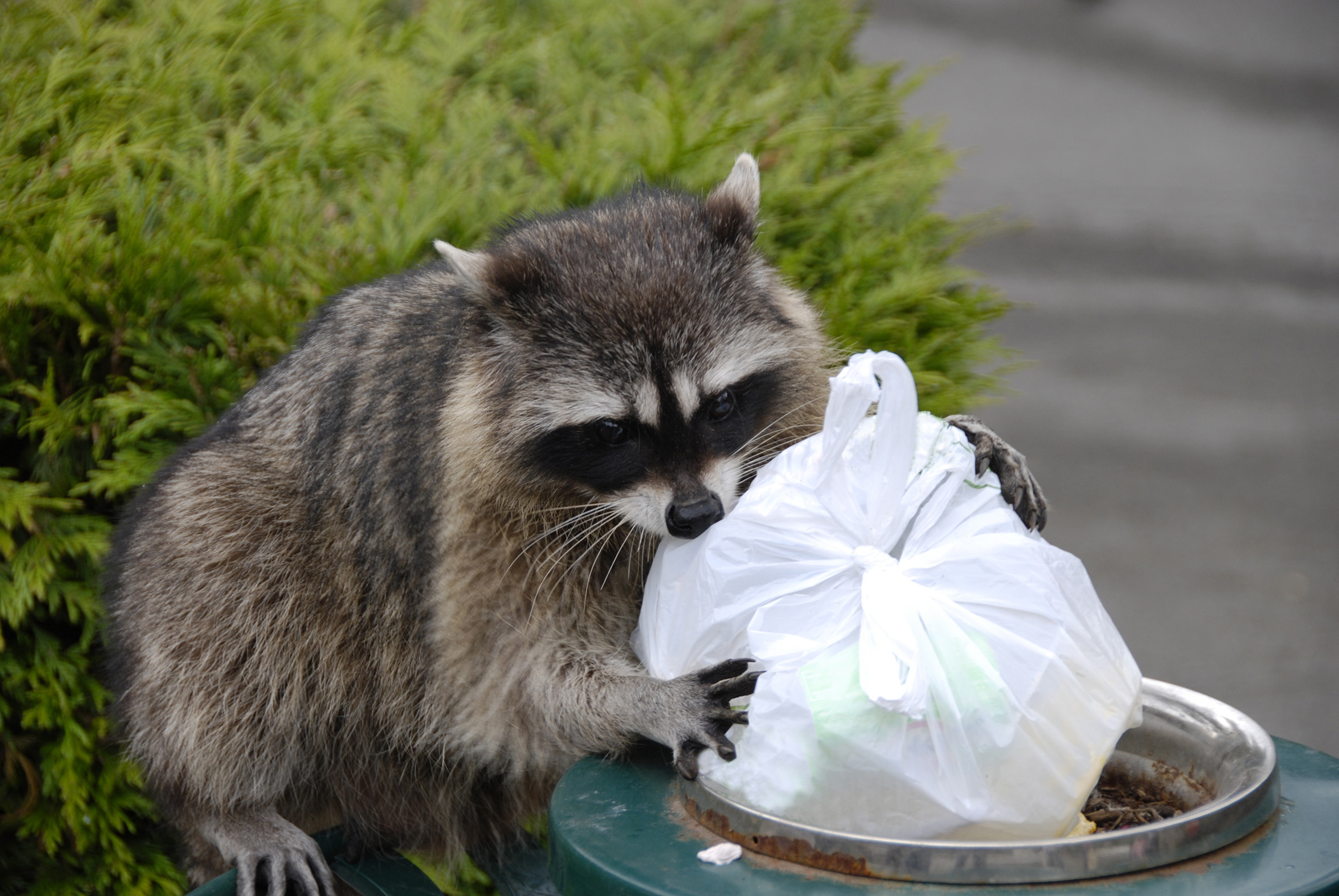 Top 5 Effective Diet Solutions for Raccoon Care in 2025