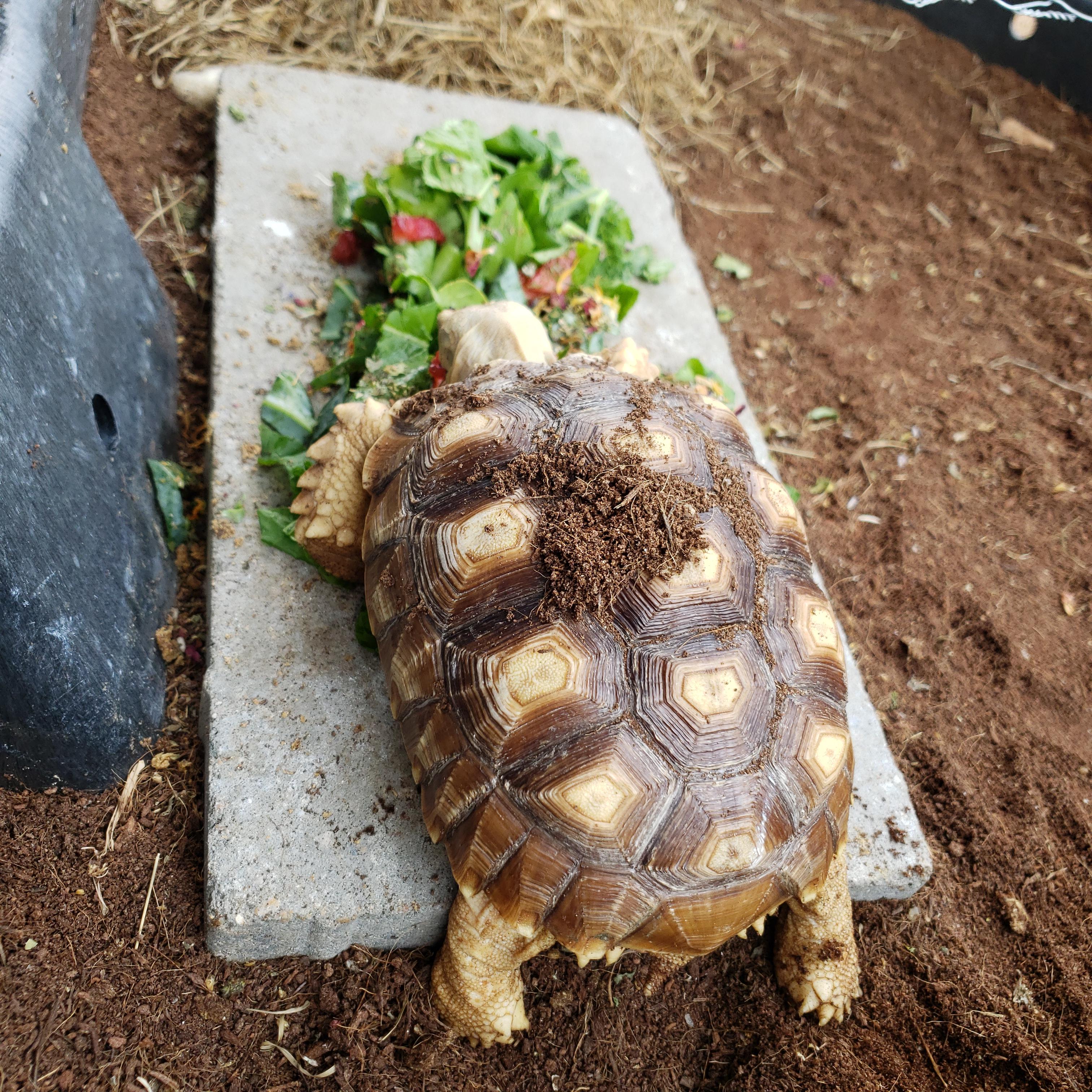 Sulcata Tortoise Diet