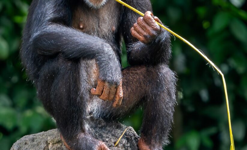 Smart Ways to Improve Chimpanzee Diet for Optimal Health in 2025