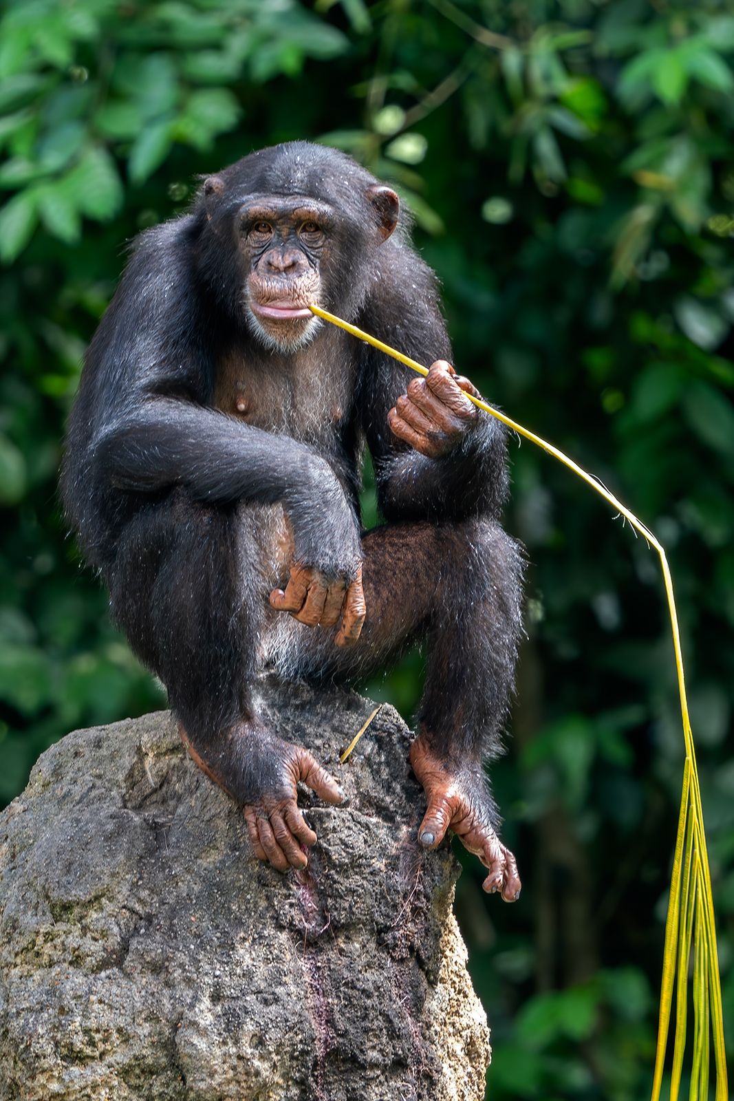 Smart Ways to Improve Chimpanzee Diet for Optimal Health in 2025