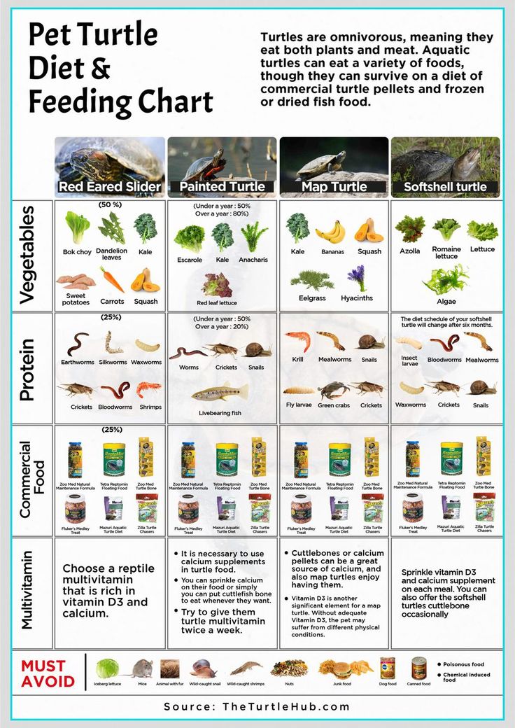 Effective Ways to Optimize Your Red Eared Slider Diet for 2025