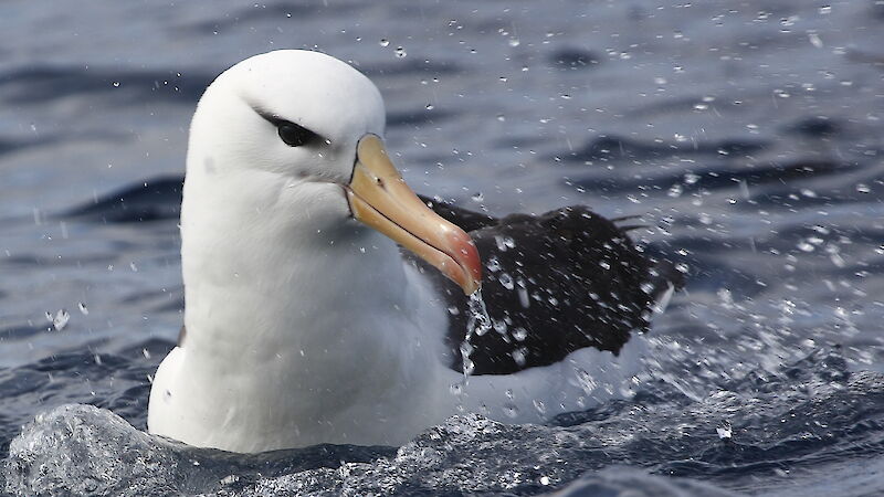 Effective Ways to Optimize Albatross Diet for Improved Health in 2025