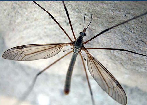 Essential Guide to Crane Fly Diet: Discover Their Fascinating Feeding Habits in 2025