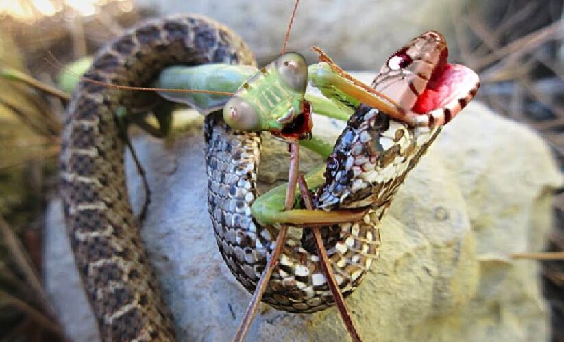 Smart Ways to Enhance Your Praying Mantis Diet in 2025: Discover Effective Food Options!