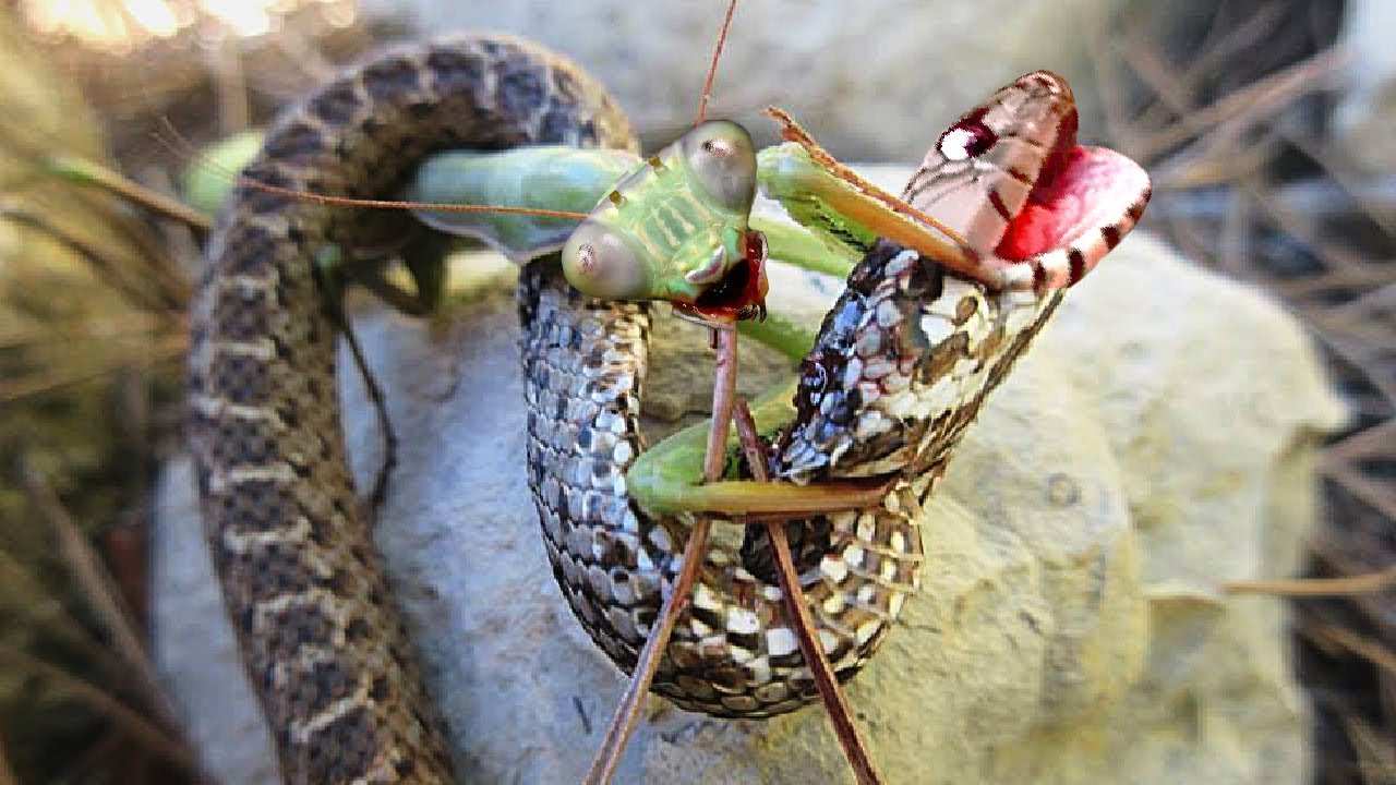 Smart Ways to Enhance Your Praying Mantis Diet in 2025: Discover Effective Food Options!