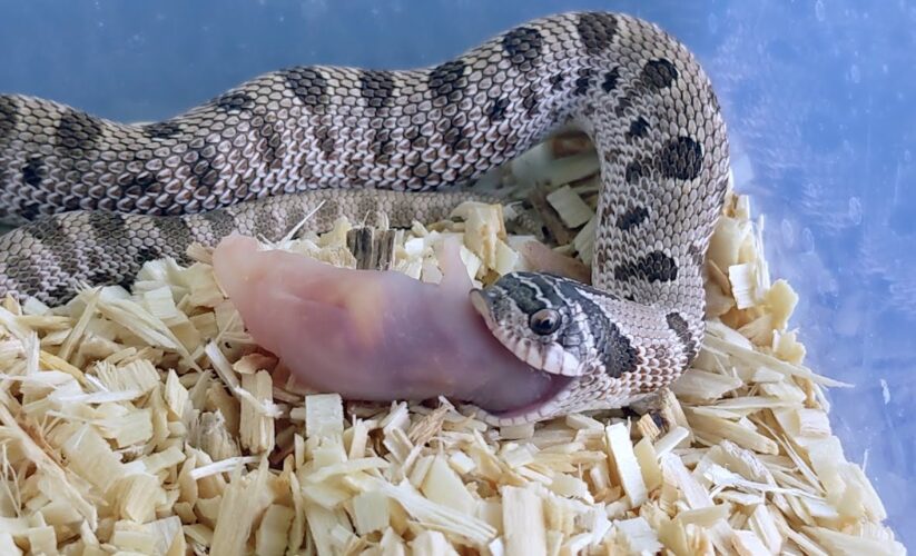 Effective Ways to Feed Your Hognose Snake: Essential Diet Tips for 2025