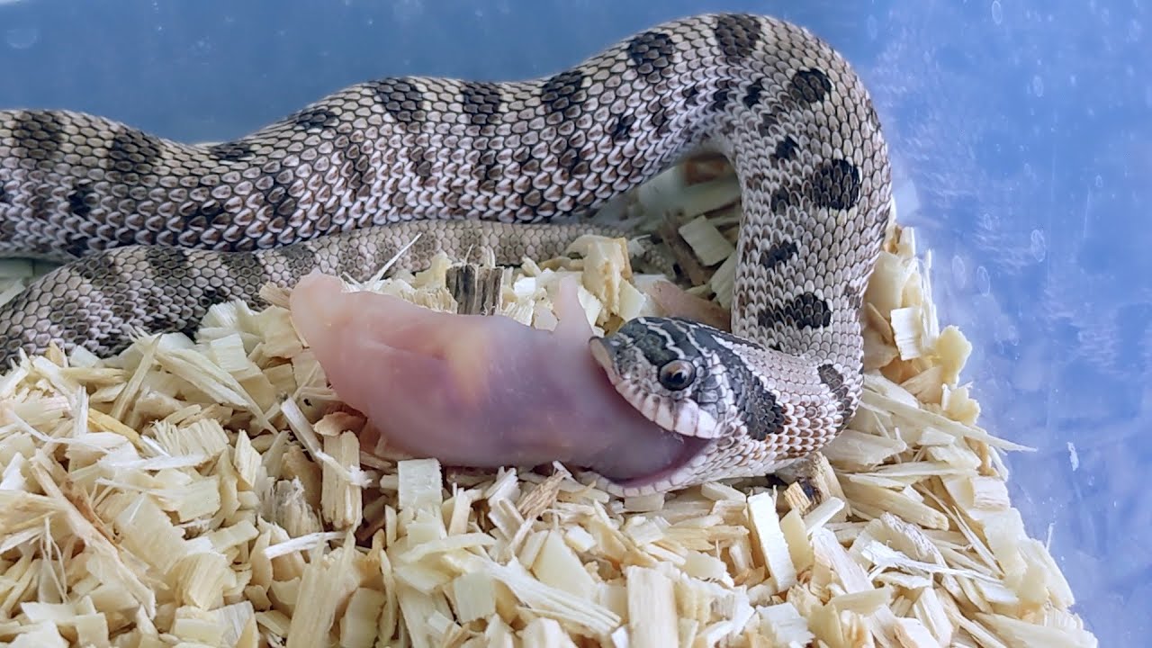 Effective Ways to Feed Your Hognose Snake: Essential Diet Tips for 2025