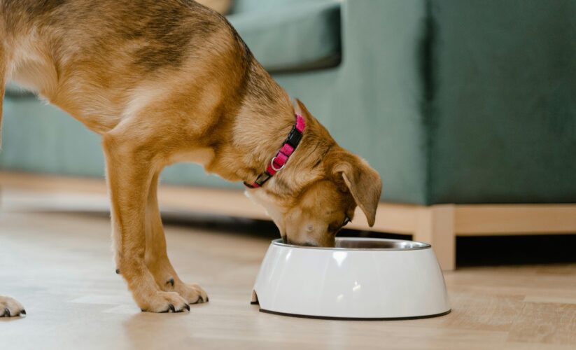 Best 5 Kidney Diet Options for Dogs in 2025: Improve Their Health Today!