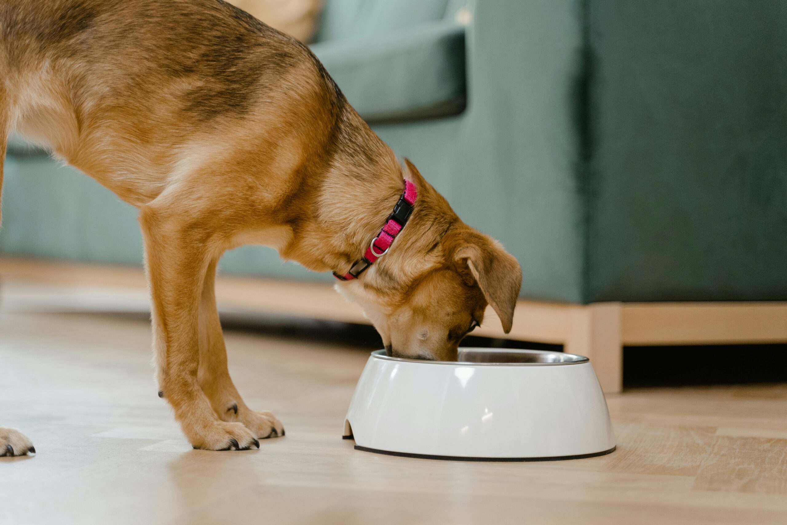 Best 5 Kidney Diet Options for Dogs in 2025: Improve Their Health Today!