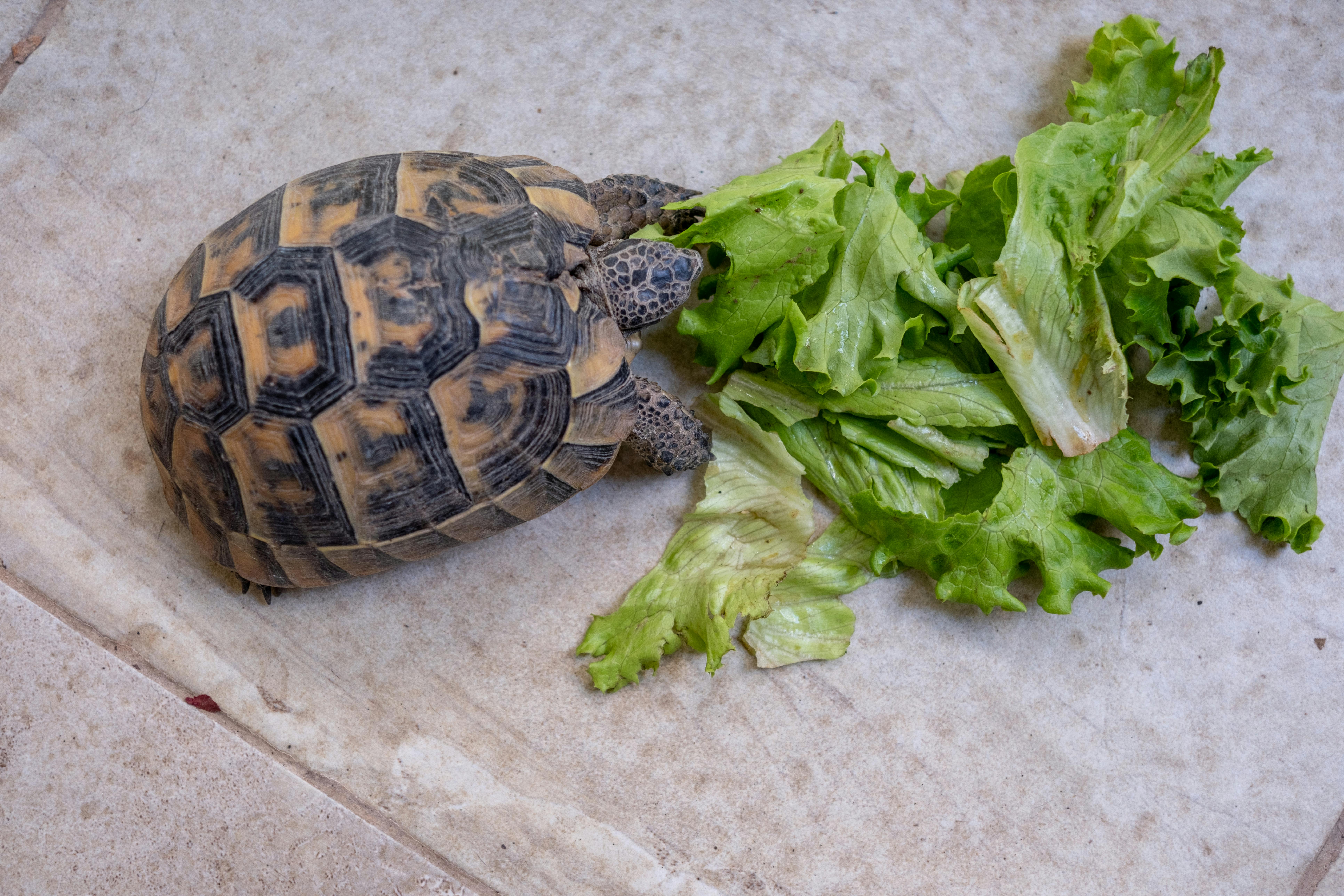 Understanding the Triceratops Diet: 5 Practical Ways to Explore Its Feed Sources in 2025