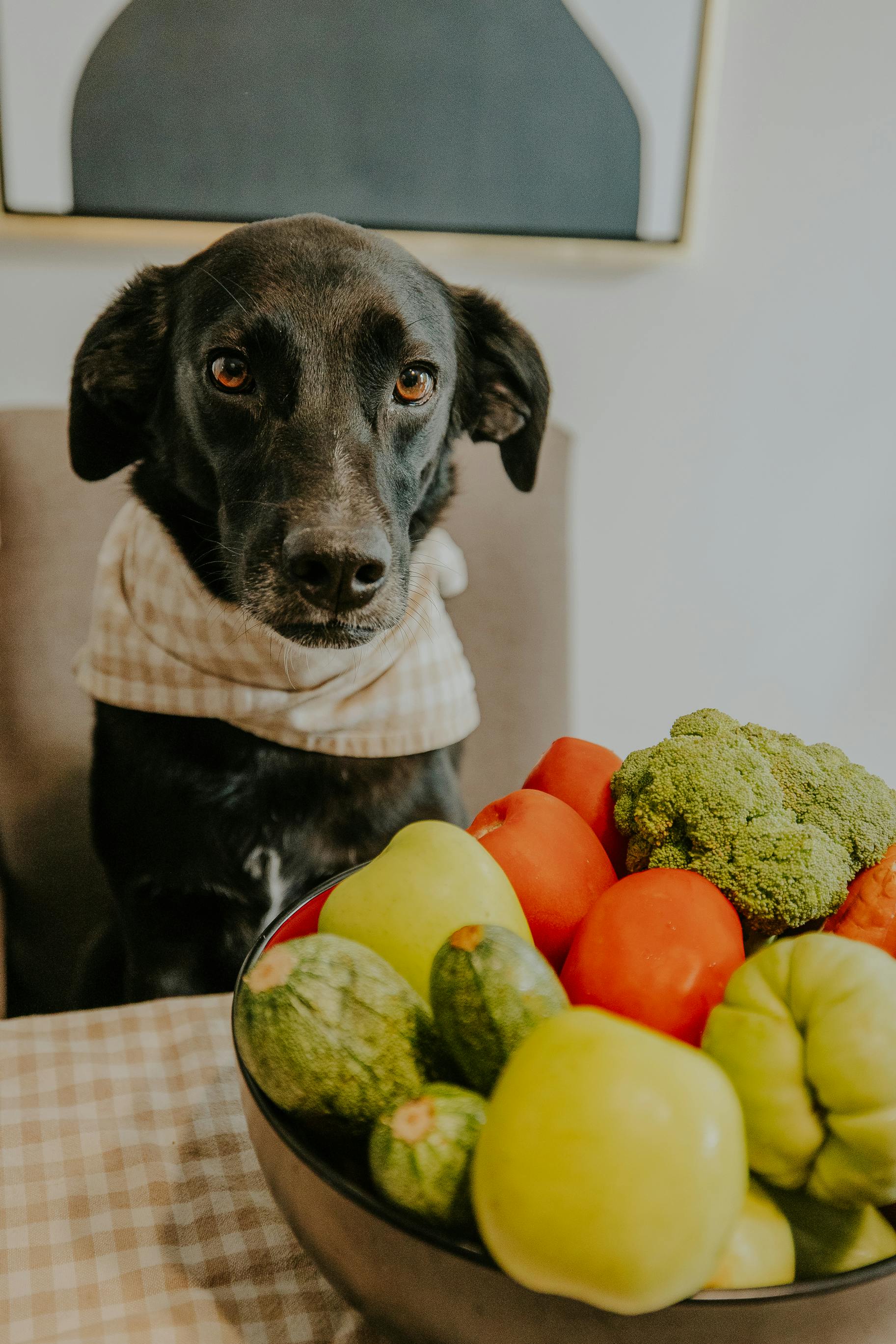 Science Diet Dog Food