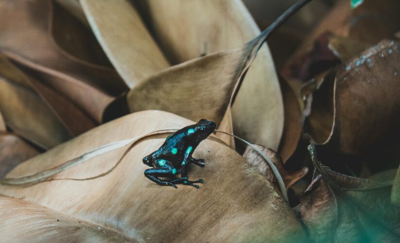 Effective Ways to Optimize Your Poison Dart Frog Diet for Better Health in 2025