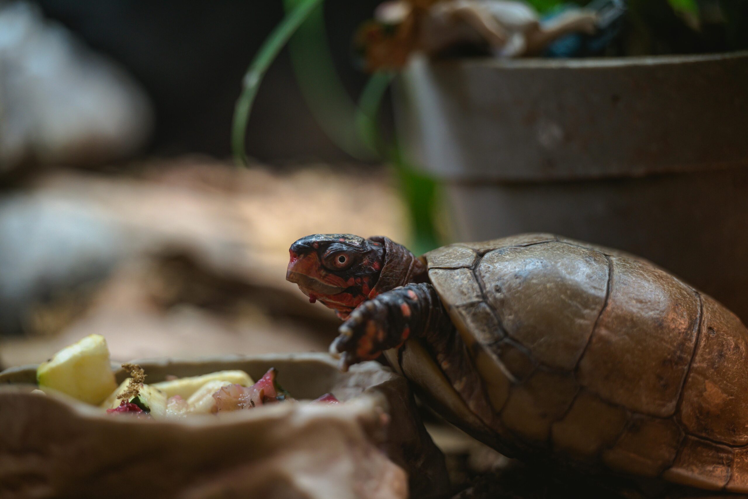 Effective Ways to Optimize Turtle Diet for Healthy Growth in 2025