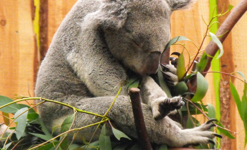 Effective Ways to Enhance Your Knowledge About Koalas’ Diet in 2025: Discover Essential Facts