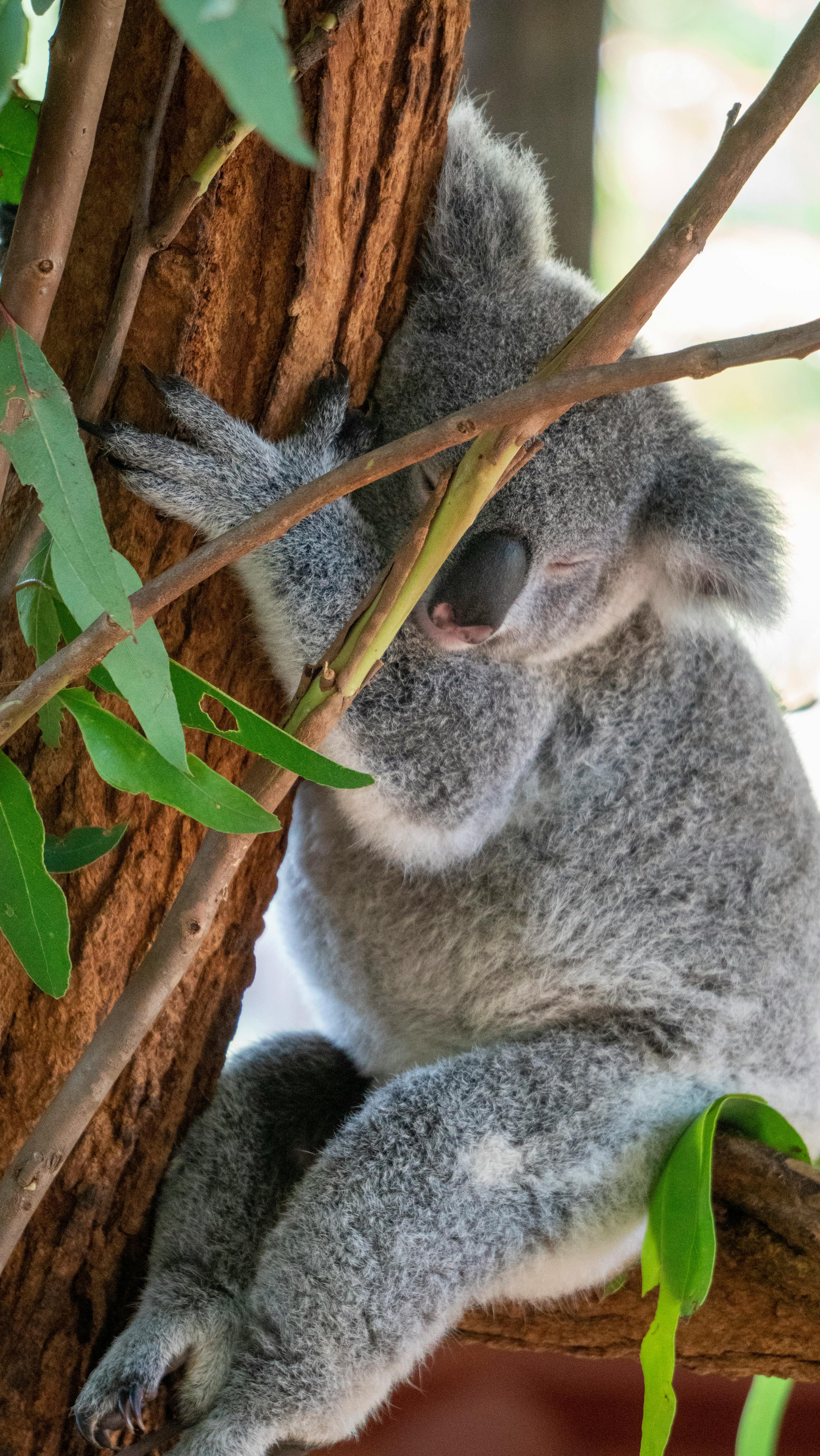 Koalas' Diet Overview